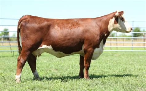 Cheap cows for sale near me - Oct 19, 2023 · Breselow Family Farms LLC. Waterloo, Wisconsin 53594. Phone: (920) 487-1051. Email Seller Video Chat. HRCC sandstone aka Sam, is 75% Shorthorn and 25% Charolias, and he is an intact bull born 6/10/23. As a Golden Roan calf, he has attracted over 5,000 likes on various social media websites. 